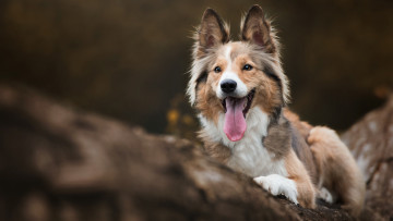 Картинка животные собаки портрет собака лежит колли язык осень шелти дерево бревно щенок