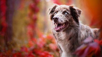 Картинка животные собаки ярко аусси собака взгляд краски насыщенность красава морда листья цвета портрет язык осень пестрая австралийская овчарка голубоглазая природа фон
