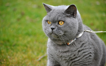 Картинка животные коты кот зелень поводок улица прогулка серый портрет кошка желтоглазый мордаха взгляд выгул красавец ошейник трава глаза британский
