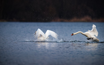 Картинка животные лебеди берег игра брызги взмах брачные игры крылья водоем пруд резвятся озеро птицы вода капли пара любовь