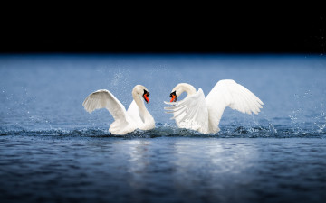 Картинка животные лебеди брызги любовь крылья пара капли резвятся вода птицы водоем брачные игры
