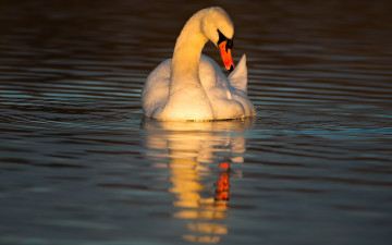 Картинка животные лебеди соло лебедь закат лубуется птица водоем солнце круги по воде поза отражение освещение вода вечер зеркало любование