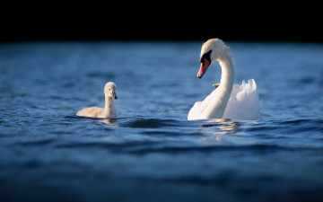 Картинка животные лебеди вода птенец лебедь мило мать плавание птицы водоем