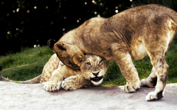 Картинка животные львы кошки боке пара львята трава взаимоотношения зоопарк дикие забава лев фон природа задира агрессия игра