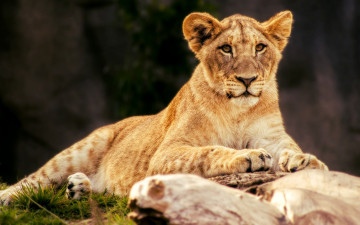 обоя животные, львы, кошки, лев, львица, камень, природа, лежит, портрет, выражение, морда, дикие, львенок, зоопарк