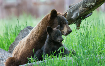 Картинка животные медведи мама малыш
