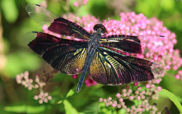 Картинка животные стрекозы блеск лето насекомые красивая стрекоза яркая крылышки зелень сияние макро цветы