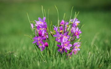 Картинка цветы трава олсиниум дугласа боке макро