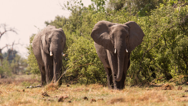 Обои картинки фото животные, слоны, большой, красивый, хобот, слон
