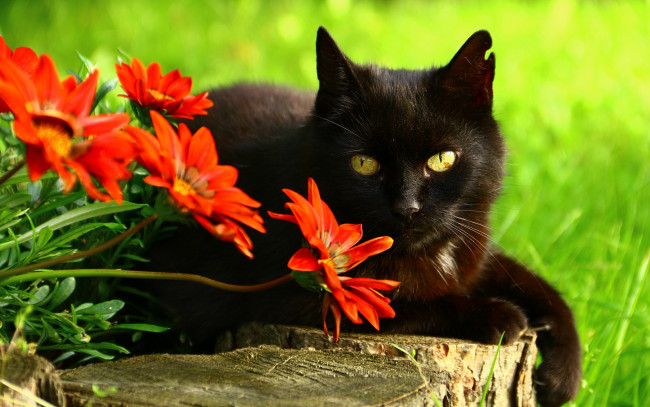 Обои картинки фото животные, коты, черный, клумба, глаза, кот, зеленый, кошка, фон, красные, пенёк, поза, лежит, цветы, взгляд, сад, морда, дерево, гацания, портрет