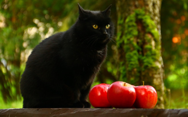 Обои картинки фото животные, коты, фрукты, черный, взгляд, сидит, яблоки, кот, кошка, фон, дерево, сад, природа