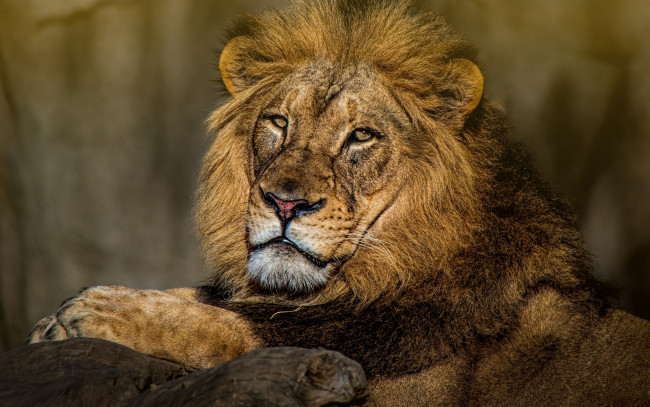 Обои картинки фото животные, львы, дикие, кошки, достоинство, морда, выражение, царь, природа, взгляд, лежит, портрет, лев, важный