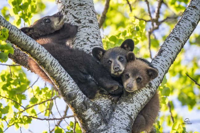 Обои картинки фото животные, медведи, медвежата, трио, дерево, малыши