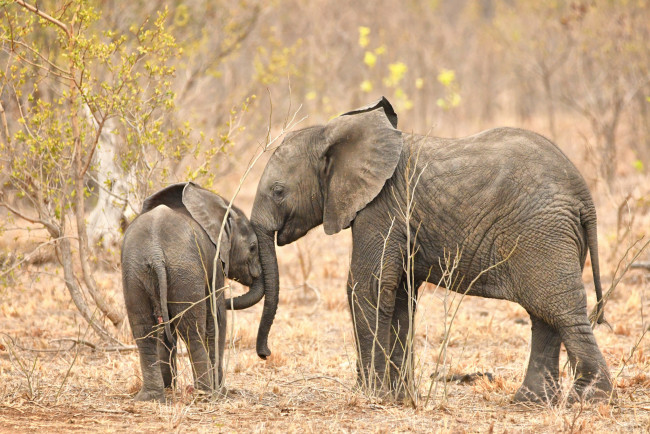 Обои картинки фото животные, слоны, хобот, слон, большой, красивый