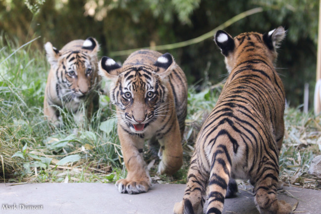 Обои картинки фото животные, тигры, шерсть, хищник, окрас, тигр