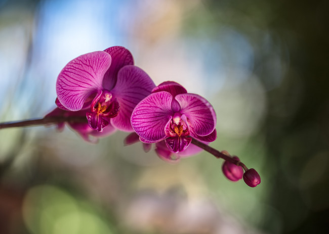 Обои картинки фото цветы, орхидеи, орхидея, цветение, лепестки