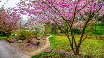 обоя природа, парк, аллеи, деревья, весна, цветение