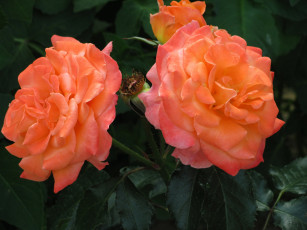 Картинка цветы розы персиковые макро