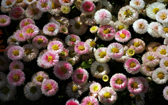 Обои картинки фото цветы, маргаритки, белые, розовые, много