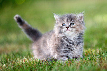 Картинка животные коты трава серый малыш мордочка котёнок хвостик боке