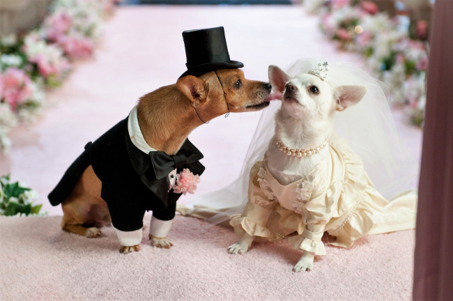 Обои картинки фото кино фильмы, beverly hills chihuahua 2, собаки, костюмы, свадьба