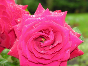 Картинка rosa 1280x960 цветы розы