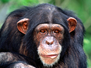 Картинка all ears chimpanzee животные обезьяны