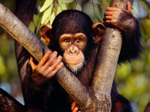 обоя chimpanzee, животные, обезьяны