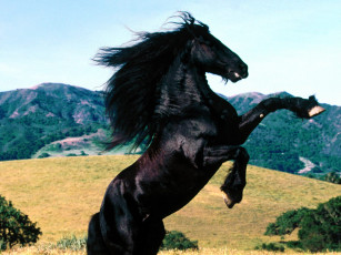 Картинка diablo friesian животные лошади