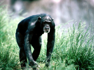 обоя morning, stroll, chimpanzee, животные, обезьяны