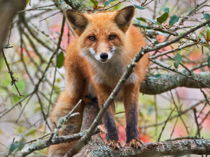обоя red, fox, in, tree, животные, лисы