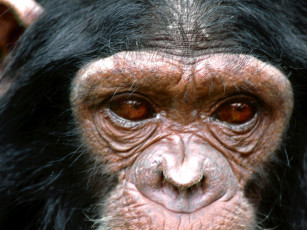 обоя visionary, chimpanzee, животные, обезьяны