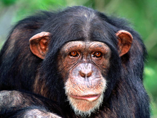 Обои картинки фото all, ears, chimpanzee, животные, обезьяны
