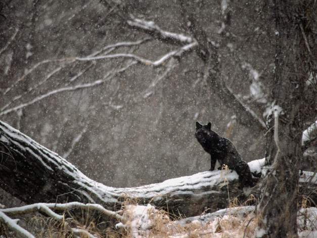 Обои картинки фото black, phase, red, fox, in, snowstorm, животные, лисы