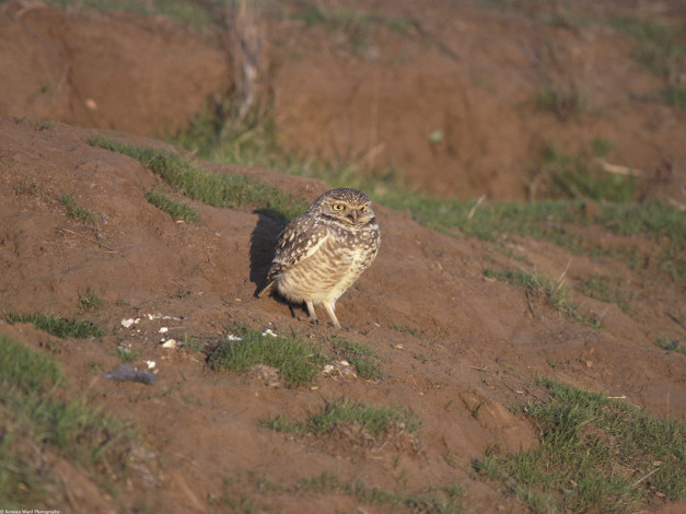 Обои картинки фото burrowing, owl, santa, cruz, california, животные, совы