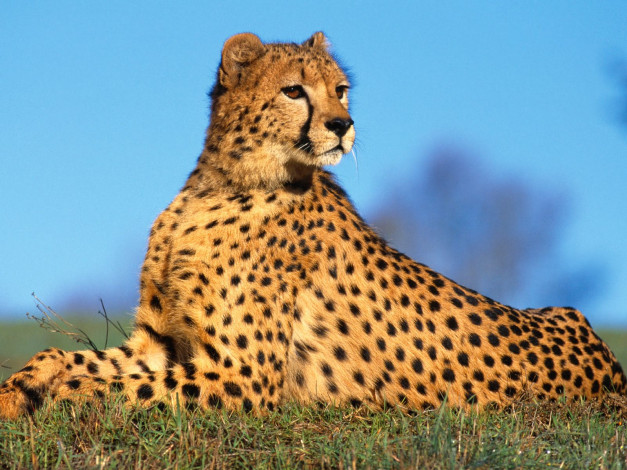 Обои картинки фото fast, predator, cheetah, животные, гепарды