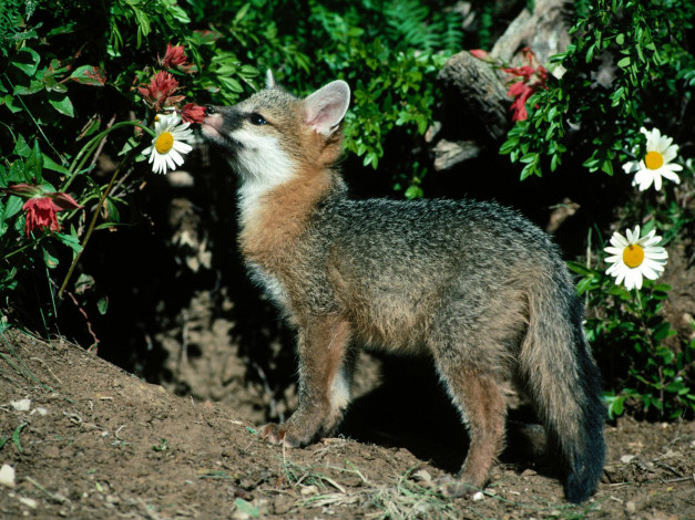 Обои картинки фото fresh, scent, gray, fox, животные, лисы
