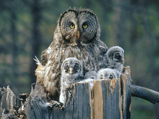Обои картинки фото great, gray, owl, with, owlets, idaho, животные, совы