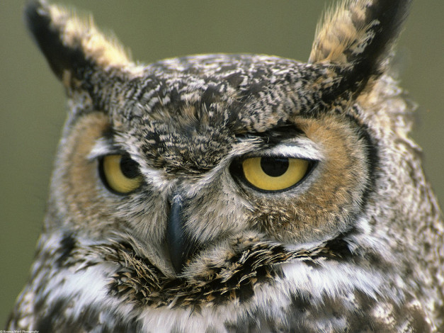Обои картинки фото great, horned, owl, denali, national, park, alaska, животные, совы