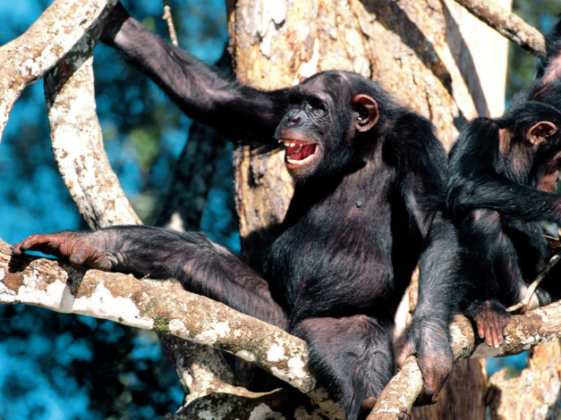 Обои картинки фото happy, days, chimpanzee, животные, обезьяны