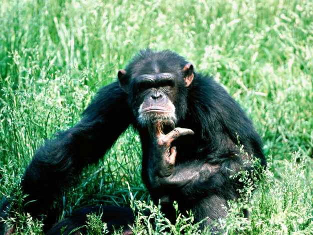 Обои картинки фото lost, in, thought, chimpanzee, животные, обезьяны