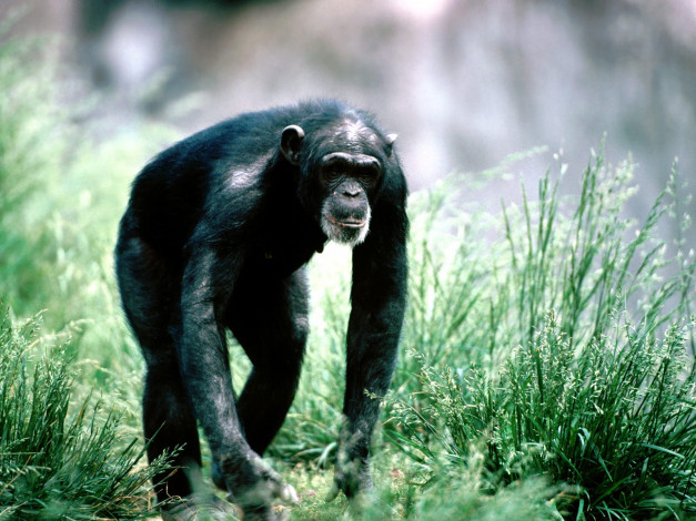 Обои картинки фото morning, stroll, chimpanzee, животные, обезьяны