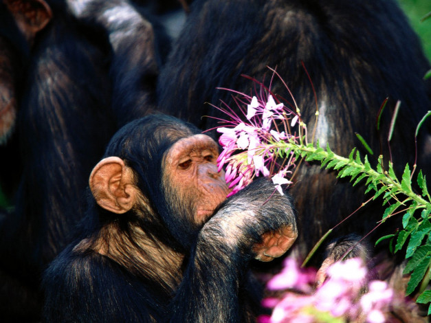 Обои картинки фото oh, pretty, chimpanzee, животные, обезьяны