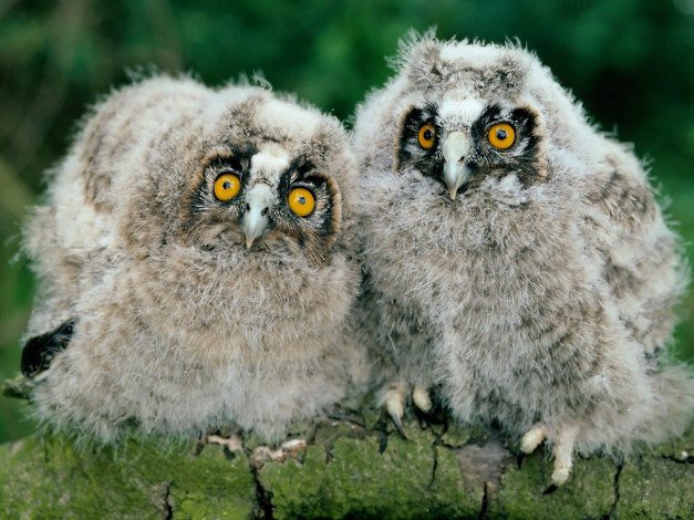 Обои картинки фото ong, eared, owl, chicks, животные, совы