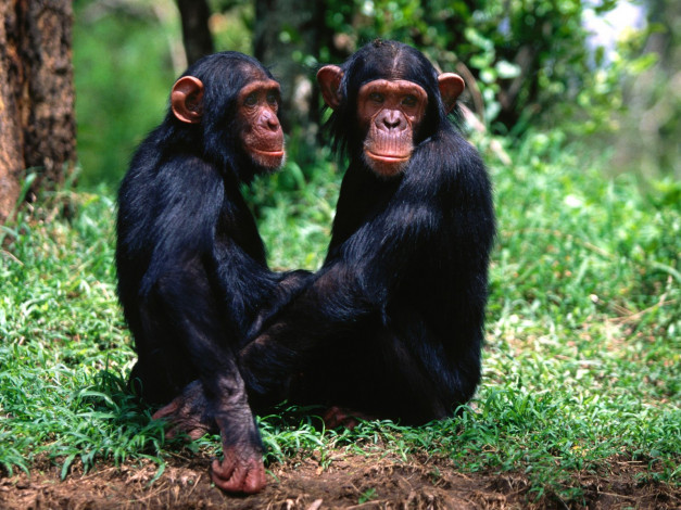 Обои картинки фото pair, of, troublemakers, chimpanzees, животные, обезьяны