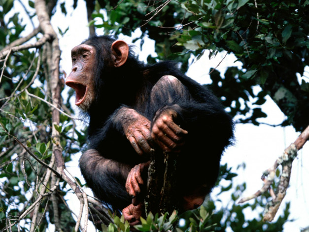 Обои картинки фото rooning, from, the, treetops, chimpanzee, животные, обезьяны
