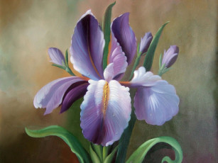 Картинка рисованные цветы ирис
