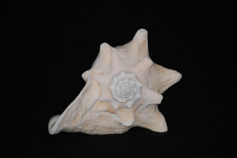 Картинка разное ракушки кораллы декоративные spa камни ракушка