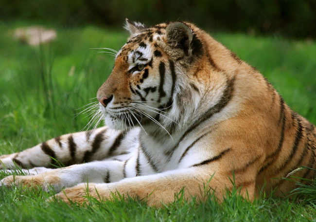 Обои картинки фото животные, тигры, спокойствие, хищник