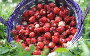 Картинка еда клубника +земляника красные лето ягоды земляника